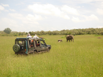 Kicheche Mara Camp: Graslandschaft