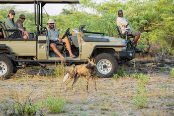 Kweene Trails: Wildhund