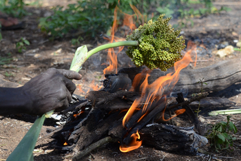 Lale's Camp: Stammeskultur - Mursi