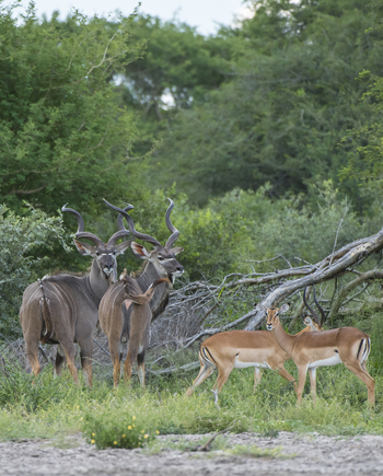 Leopard Plains: Kuduböcke und Impalas