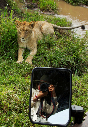 Mara Toto Tree Camp: Löwe und Spiegelbild