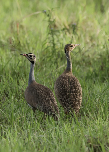 Mkomazi Wilderness Retreat: Zwei Trappen im üppigen Gras bei Morgenlicht