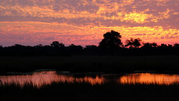 Mukambi Fig Tree Bush Camp: Abendrot