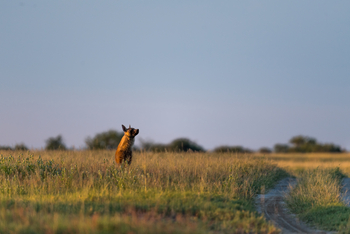 Camp Kalahari Camp Kalahari: Braune Hyäne