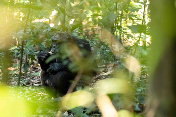 Nile Safari Lodge: Schimpanse