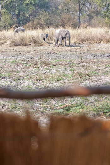 Ntemwa Busanga Bushcamp Ntemwa Busanga Bushcamp: Elefantenfamilie vor dem Camp