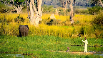 Oddballs' Enclave Camp: Elefant im Schilf