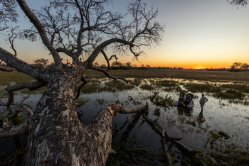 Okavango Explorers Camp Okavango Explorers Camp: Gestürzter Baum