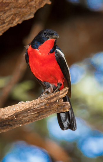 Okonjima Plains Camp: Crimson-breasted Shrike