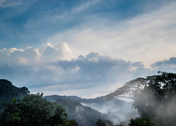 One and Only Nyungwe House: Jungel