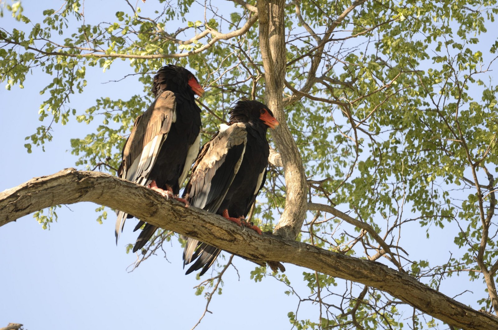 Roots and Journeys Roots and Journeys: Gauklerpaar