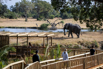 Sabi Sabi Bush Lodge: Holzweg mit Blick auf Wasserloch