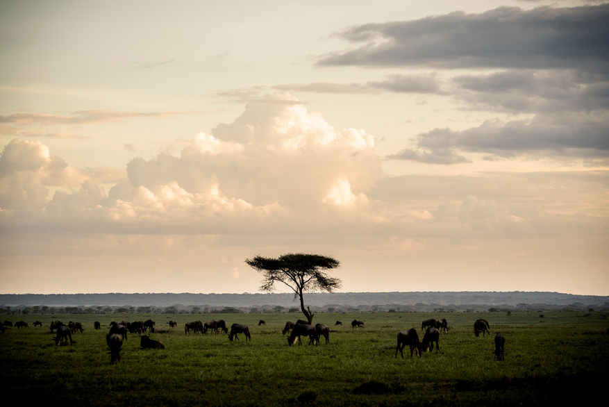 Sanctuary Kichakani Serengeti Camp