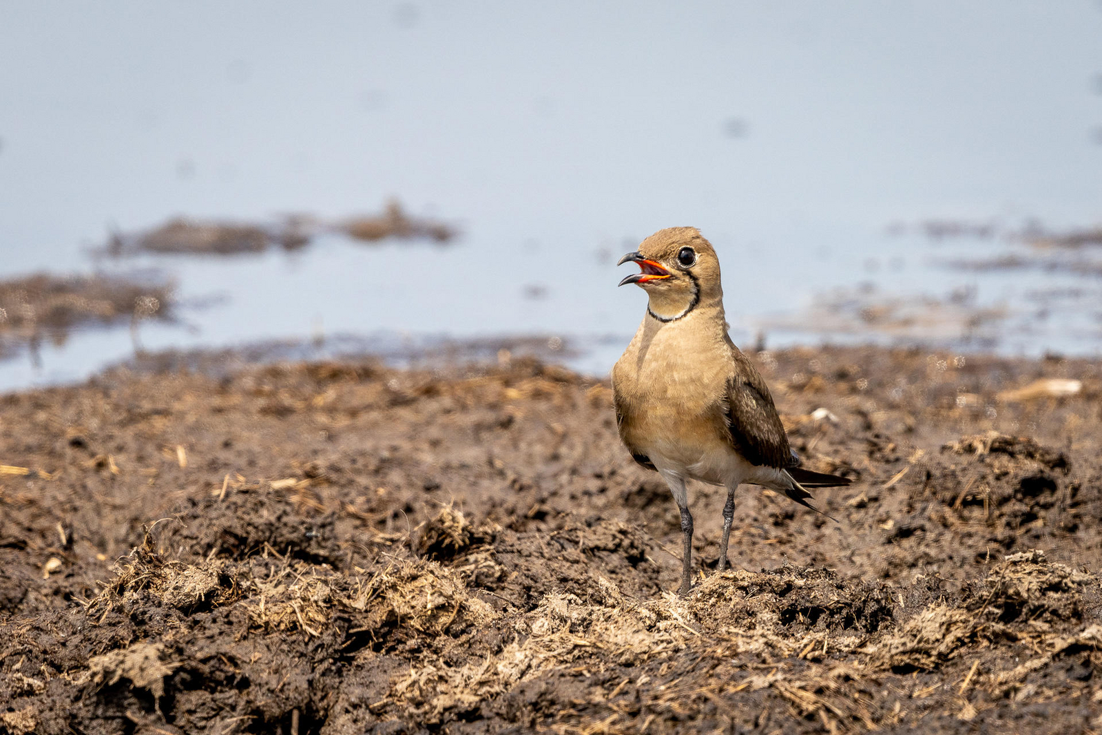 Seba Camp Seba Camp: Brachschwalbe
