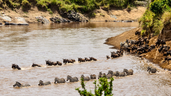 Serengeti Mara River Camp: River Crossing Zebras und Gnus