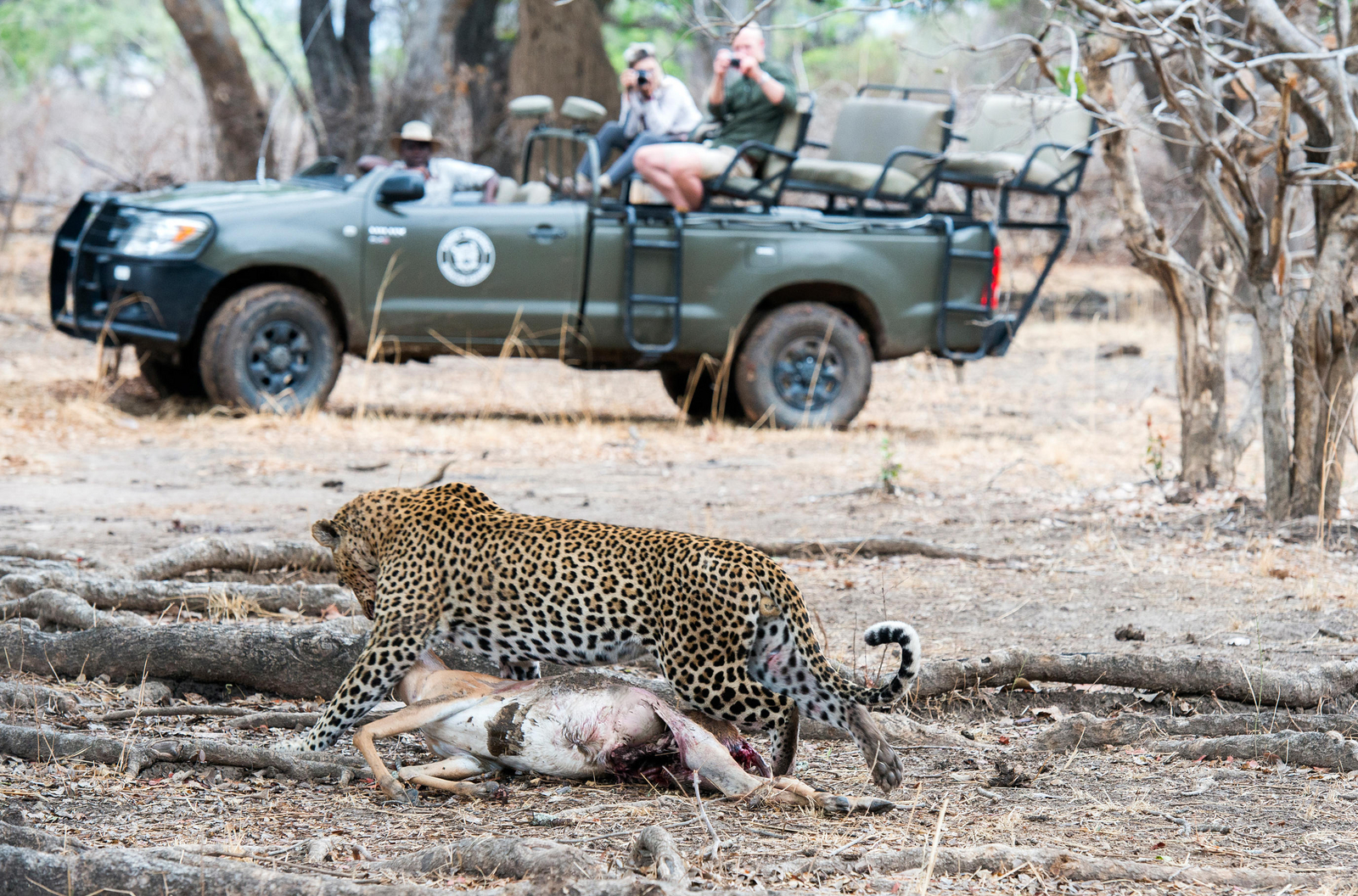 Shenton Safaris Shenton Safaris: Game Drives