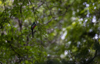 Sungani Lodge Sungani Lodge: Turaco