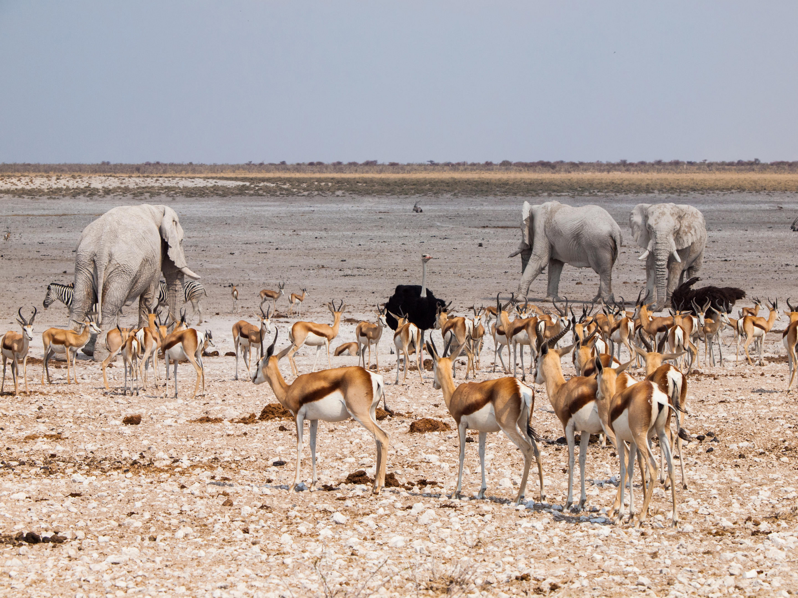 Taleni Etosha Village Taleni Etosha Village: Tiere am Wasserloch