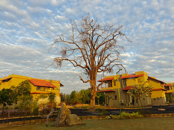 Tathastu Resort Satpura: Baum auf dem Gelände