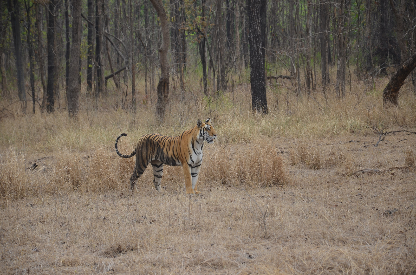 Tathastu Resort Satpura Tathastu Resort Satpura: Tiger