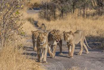 Tau Pan Camp Tau Pan Camp: Löwenfamilie