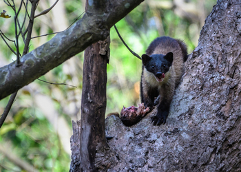 Vanghat: Yellow-throated Marten