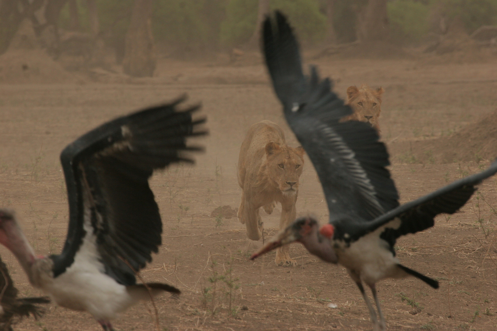 Vundu Camp Vundu Camp: Löwen und Marabus