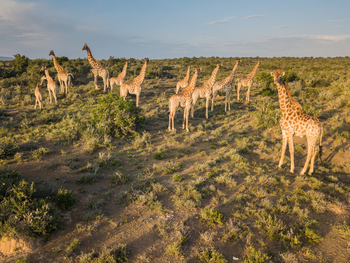 Kwandwe Private Game Reserve: A Journey of Giraffe