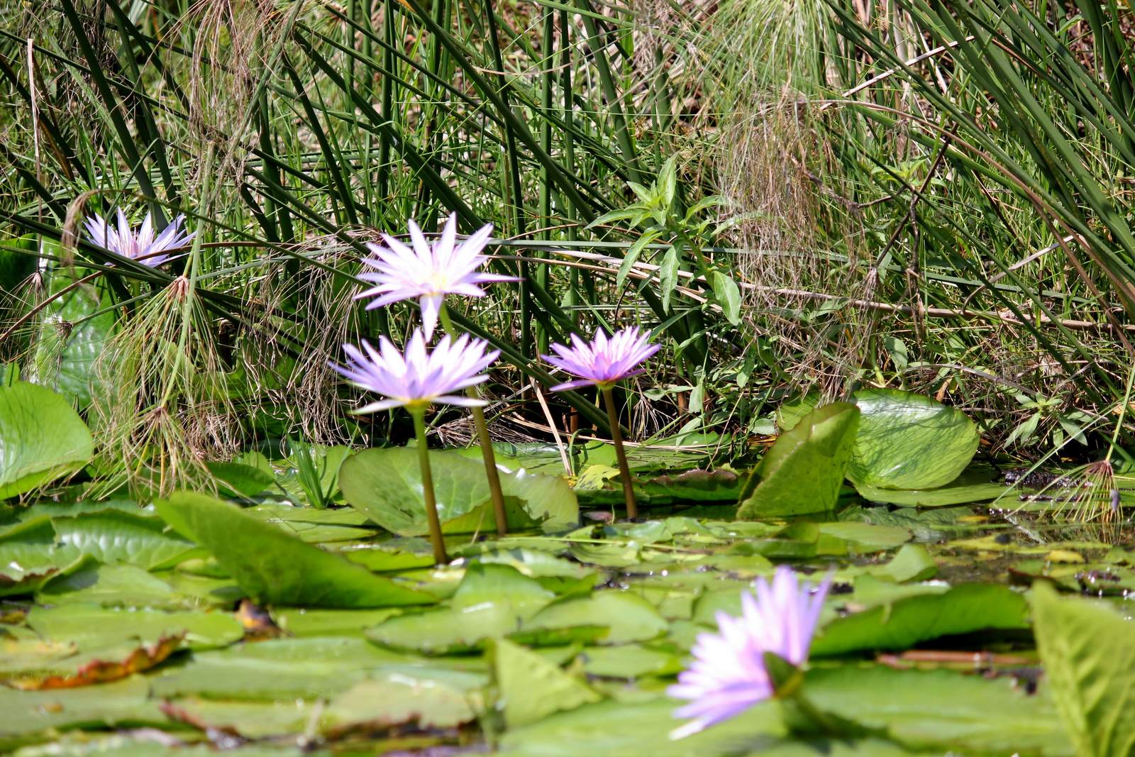 2 Friends Beach Hotel 2 Friends Beach Hotel: Seerosen