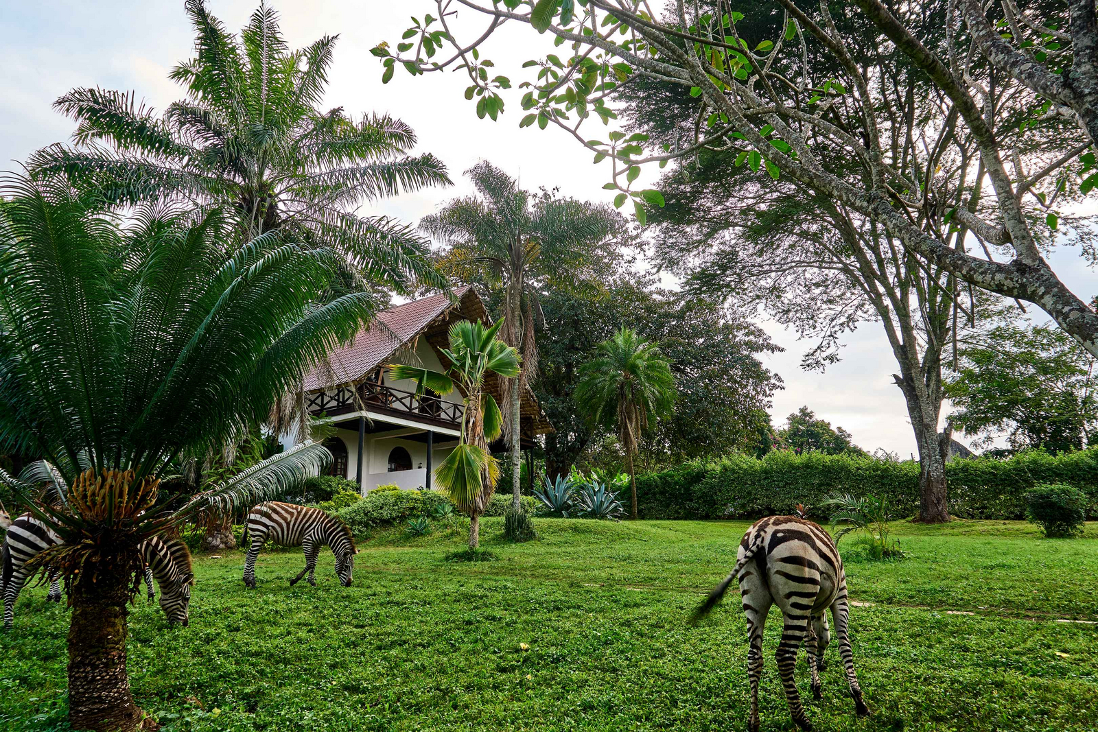 Arusha Safari Lodge Arusha Safari Lodge: Zebras Grasen vor riedgedeckter Veranda