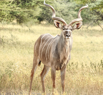 Deception Valley Lodge Deception Valley Lodge: Kudubulle