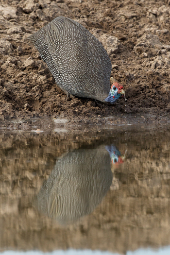 Dinaka Lodge: Helmperlhühner