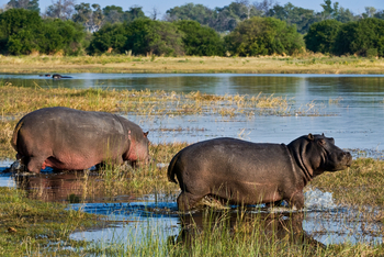 Duma Tau Camp: Nilpferde