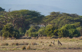 Elewana Tortilis Camp: Geparden