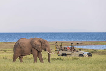 Fothergill Island: Game Drive