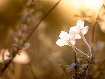 Gham Dhao Lodge Gham Dhao Lodge: Zarte Blüte