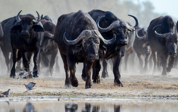 Imvelo Safaris Imvelo Safaris: Büffelherde frontal