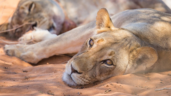 Kalahari Game Lodge Kalahari Game Lodge: Löwin