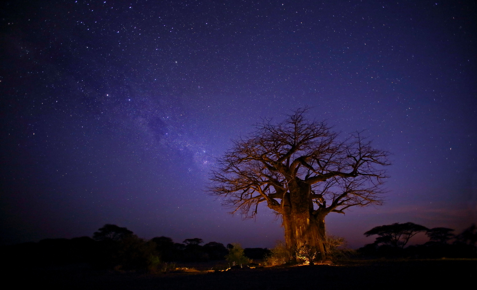 Kichaka Zumbua Camp Kichaka Zumbua Camp: Baobab und Milchstraße