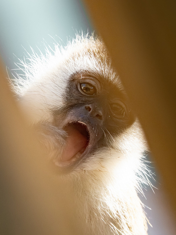 Kisima Ngeda Camp: Vervet Monkey Yawn