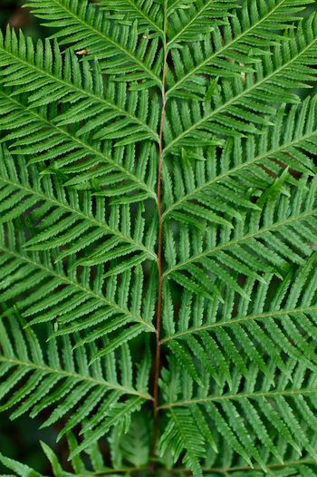 Koroi Forest Camp: Farn