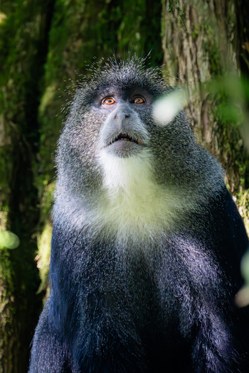 Koroi Forest Camp: Meerkatze