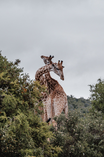 Kwandwe Private Game Reserve: Kämpfende Giraffenbullen