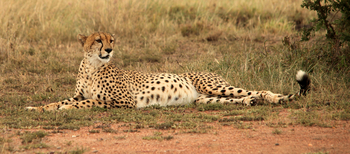 Mahali Mzuri: Gepard