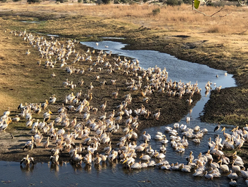 Moela Safari Lodge Moela Safari Lodge: Pelikane