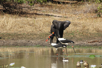 Molori Mashuma: Sattelstörche und nasser Elefant