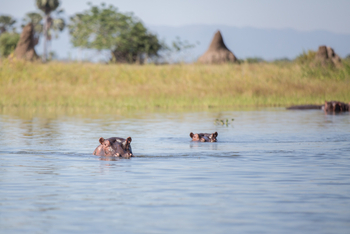 Mvuu Lodge: Hippos