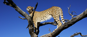 Naankuse Lodge: Gepard Wonder