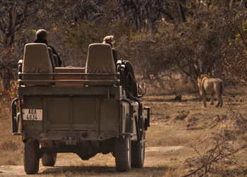 Ntemwa Busanga Bushcamp Ntemwa Busanga Bushcamp: Löwen auf der Piste
