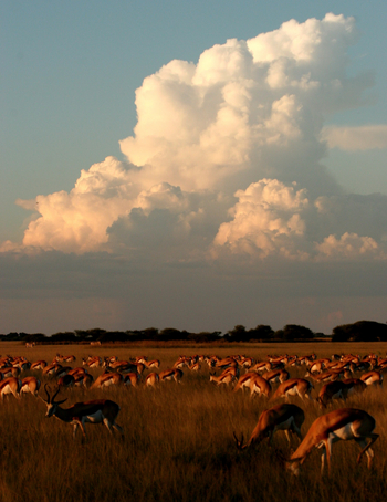 Nxai Pan Camp: Wolen und Springböcke